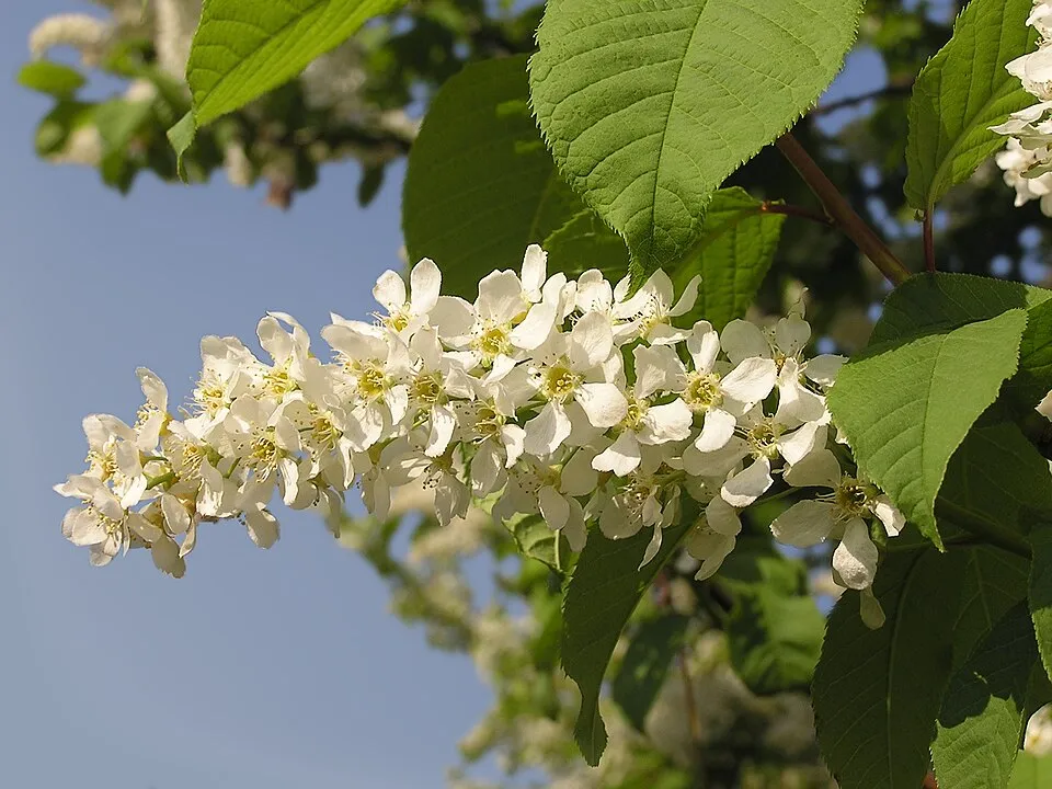 Zelnicemeggy / Prunus padus