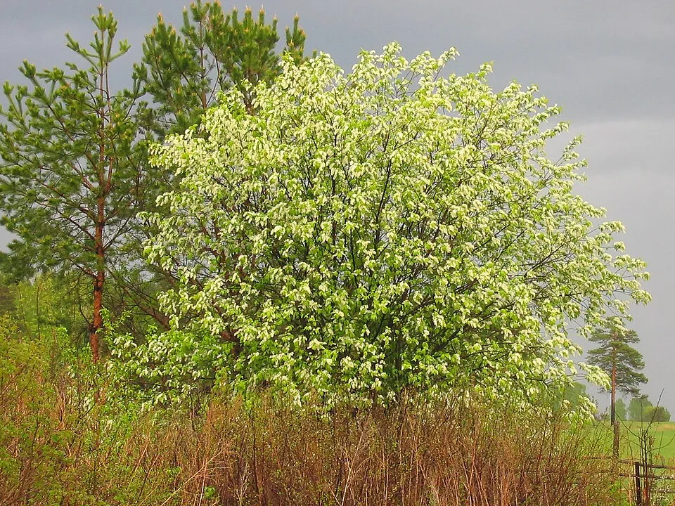 Zelnicemeggy / Prunus padus