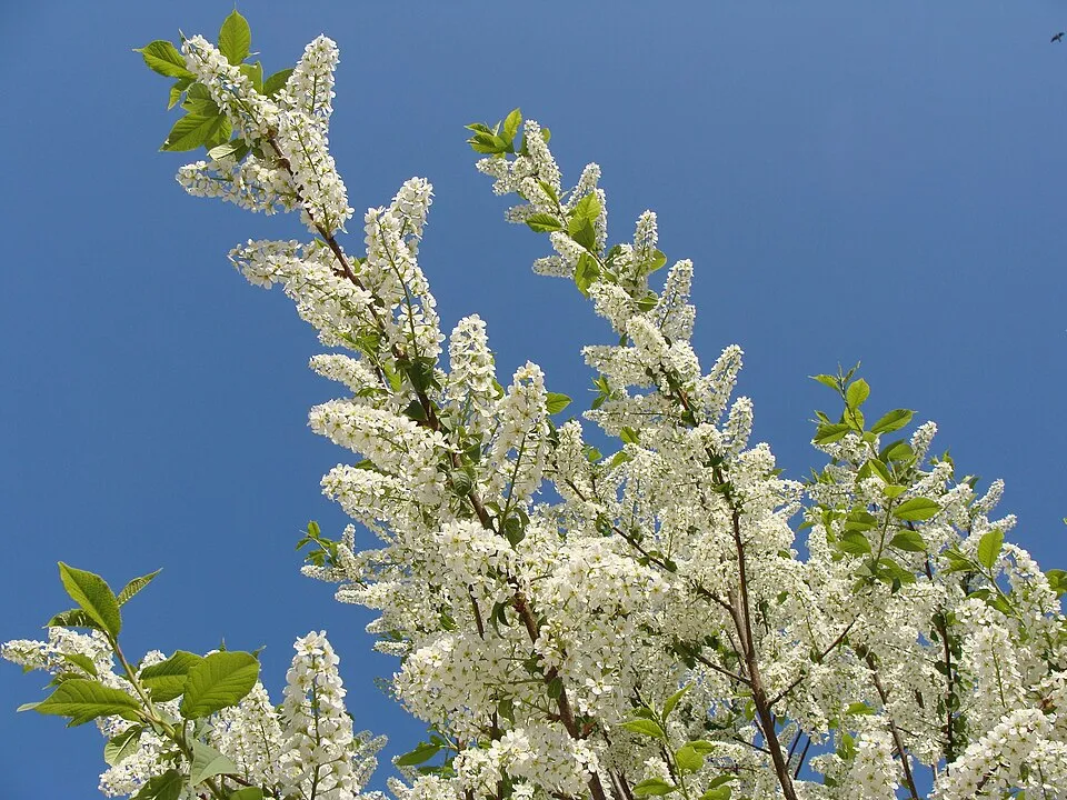 Zelnicemeggy / Prunus padus
