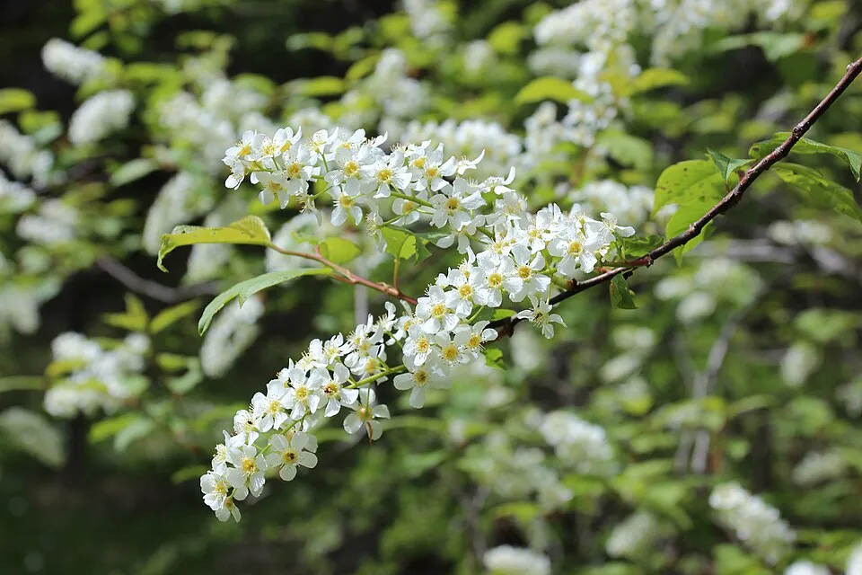 Zelnicemeggy / Prunus padus