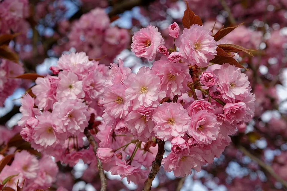 Díszcseresznye / Prunus serrulata 'Kanzan'