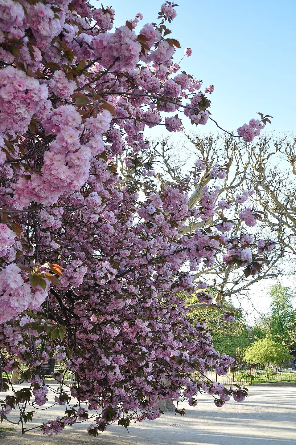 Díszcseresznye / Prunus serrulata 'Kanzan'