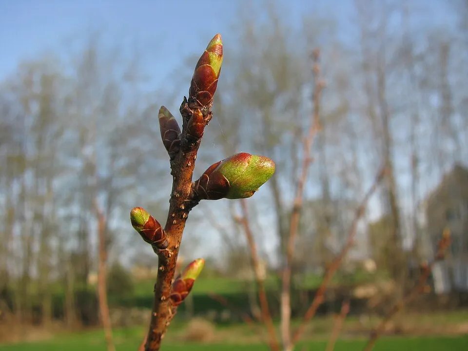 Díszcseresznye / Prunus serrulata 'Kanzan'