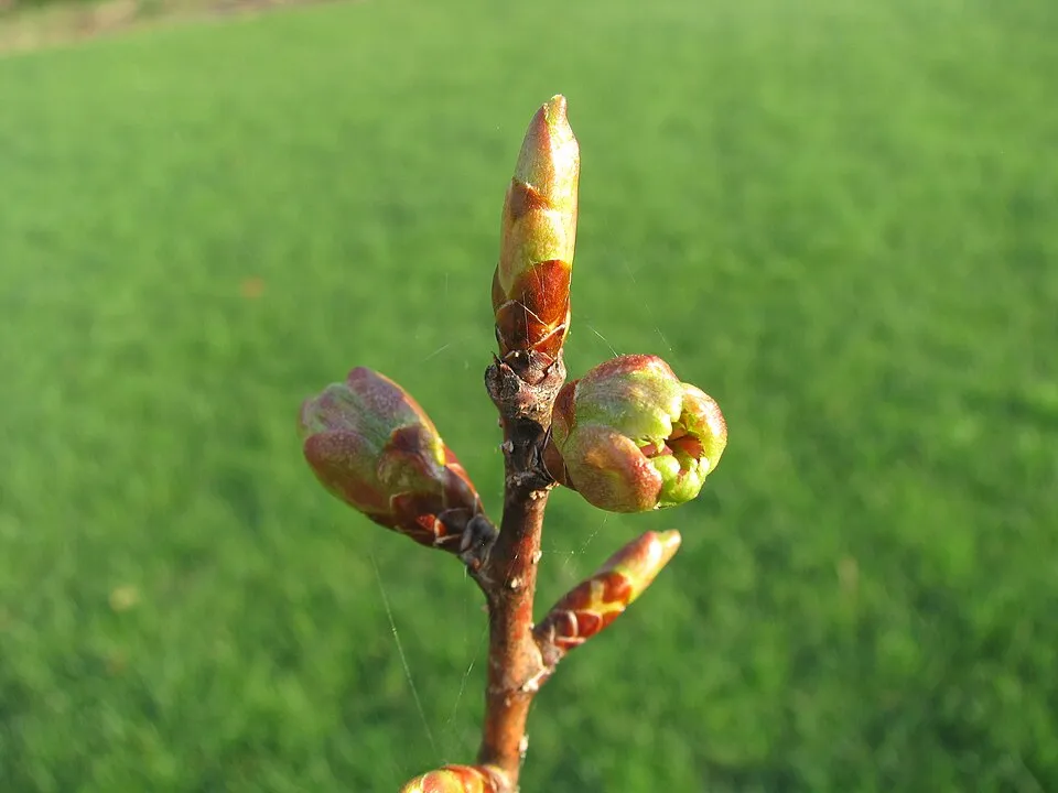 Díszcseresznye / Prunus serrulata 'Kanzan'