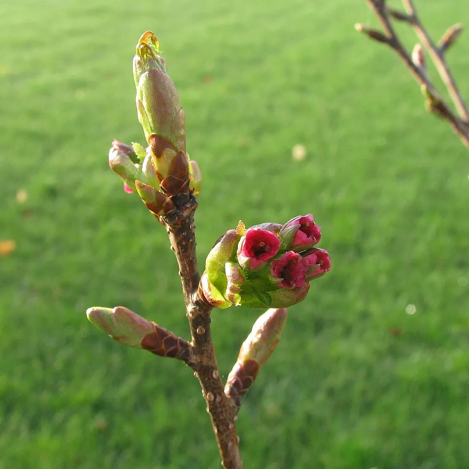 Díszcseresznye / Prunus serrulata 'Kanzan'