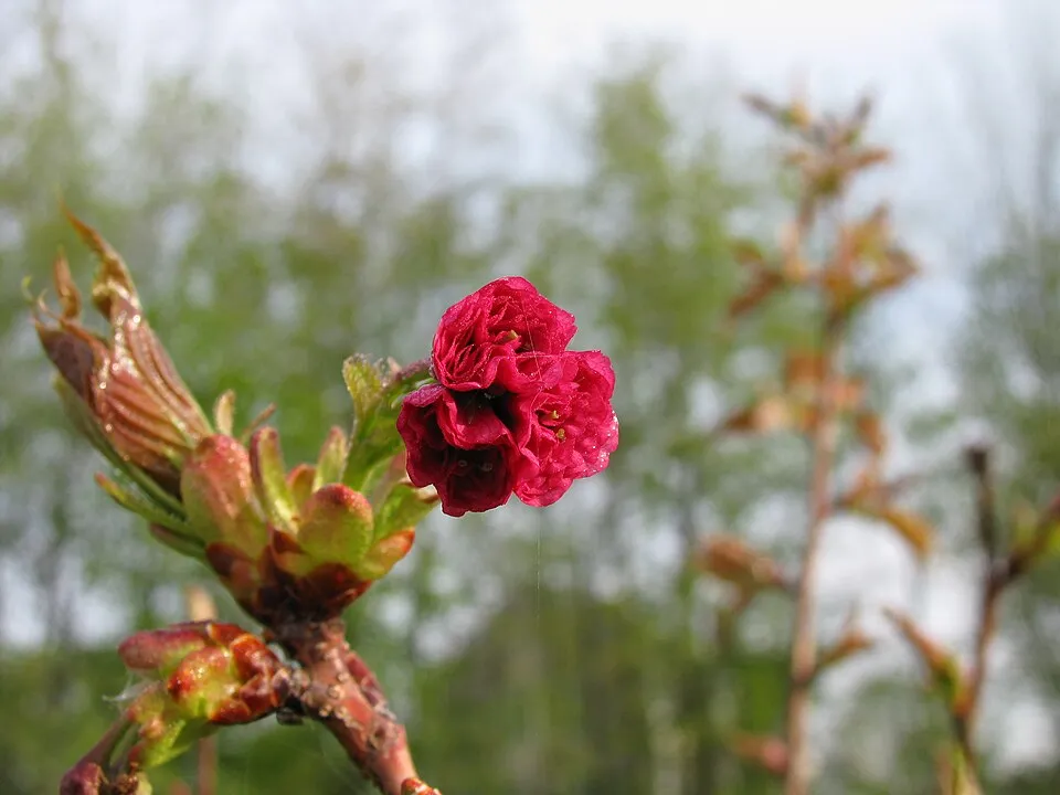 Díszcseresznye / Prunus serrulata 'Kanzan'