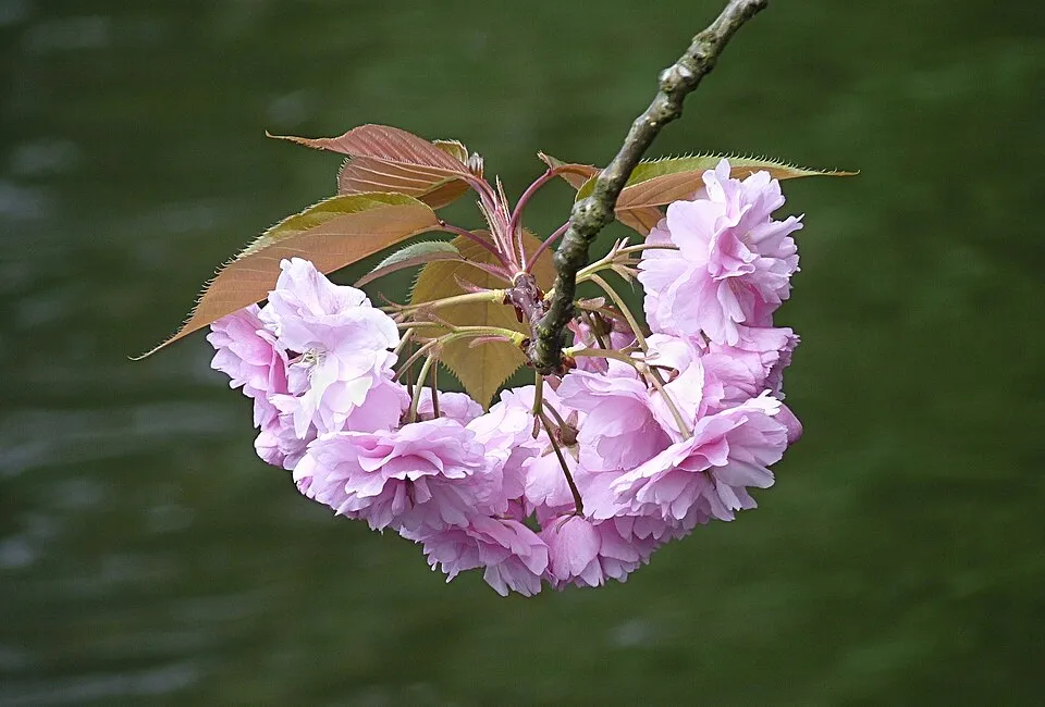 Díszcseresznye / Prunus serrulata 'Kanzan'