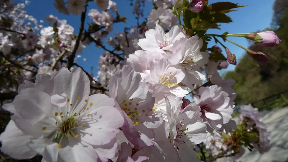 Díszcseresznye / Prunus serrulata 'Kanzan'