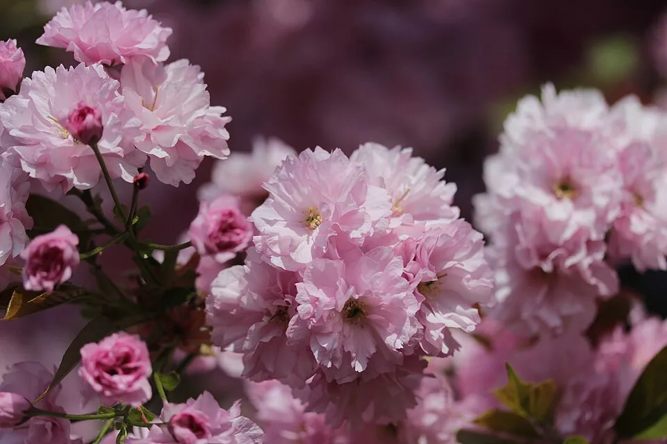 Csüngő díszcseresznye / Prunus serrulata 'Kiku-Shidare-Shakura'