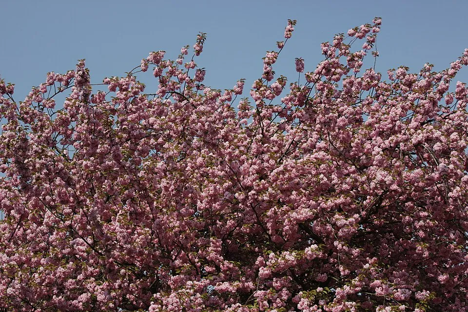 Csüngő díszcseresznye / Prunus serrulata 'Kiku-Shidare-Shakura'