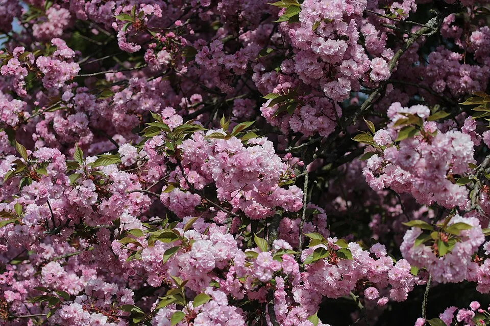 Csüngő díszcseresznye / Prunus serrulata 'Kiku-Shidare-Shakura'
