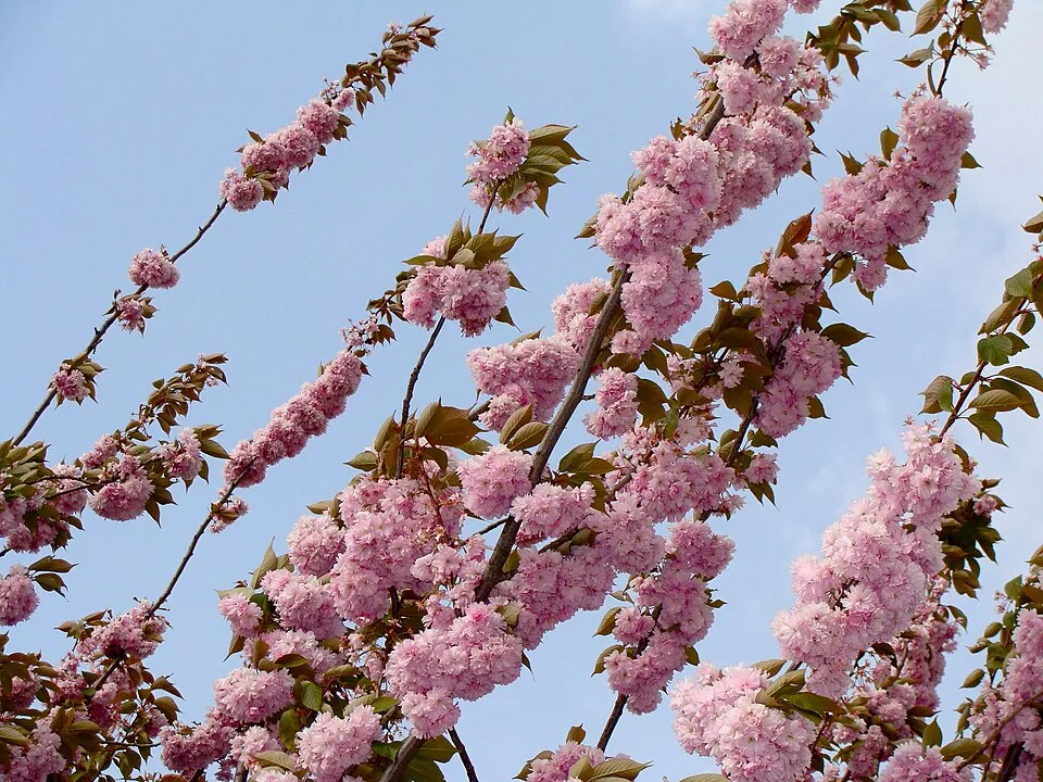 Csüngő díszcseresznye / Prunus serrulata 'Kiku-Shidare-Shakura'