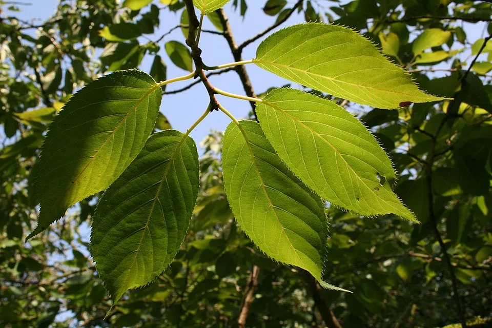 Csüngő díszcseresznye / Prunus serrulata 'Kiku-Shidare-Shakura'