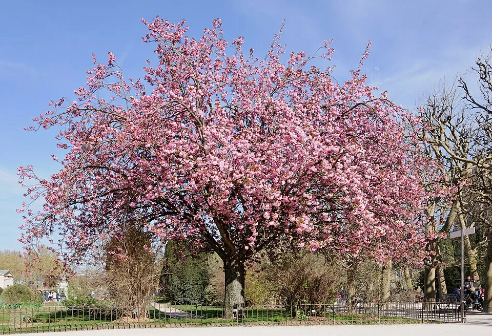 Csüngő díszcseresznye / Prunus serrulata 'Kiku-Shidare-Shakura'