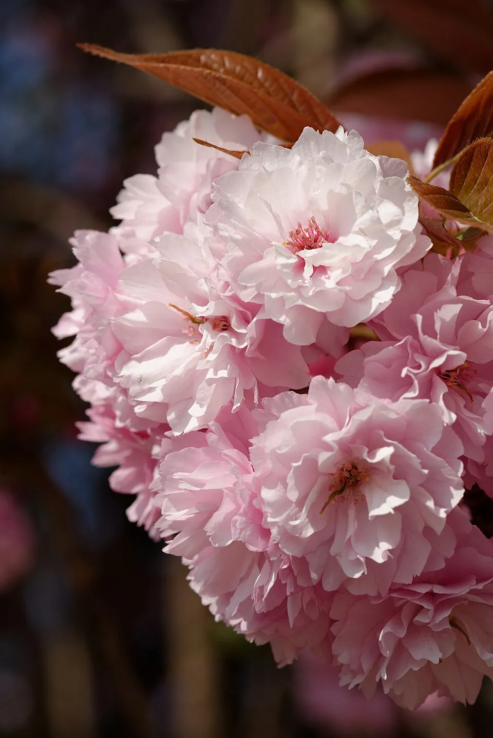 Csüngő díszcseresznye / Prunus serrulata 'Kiku-Shidare-Shakura'
