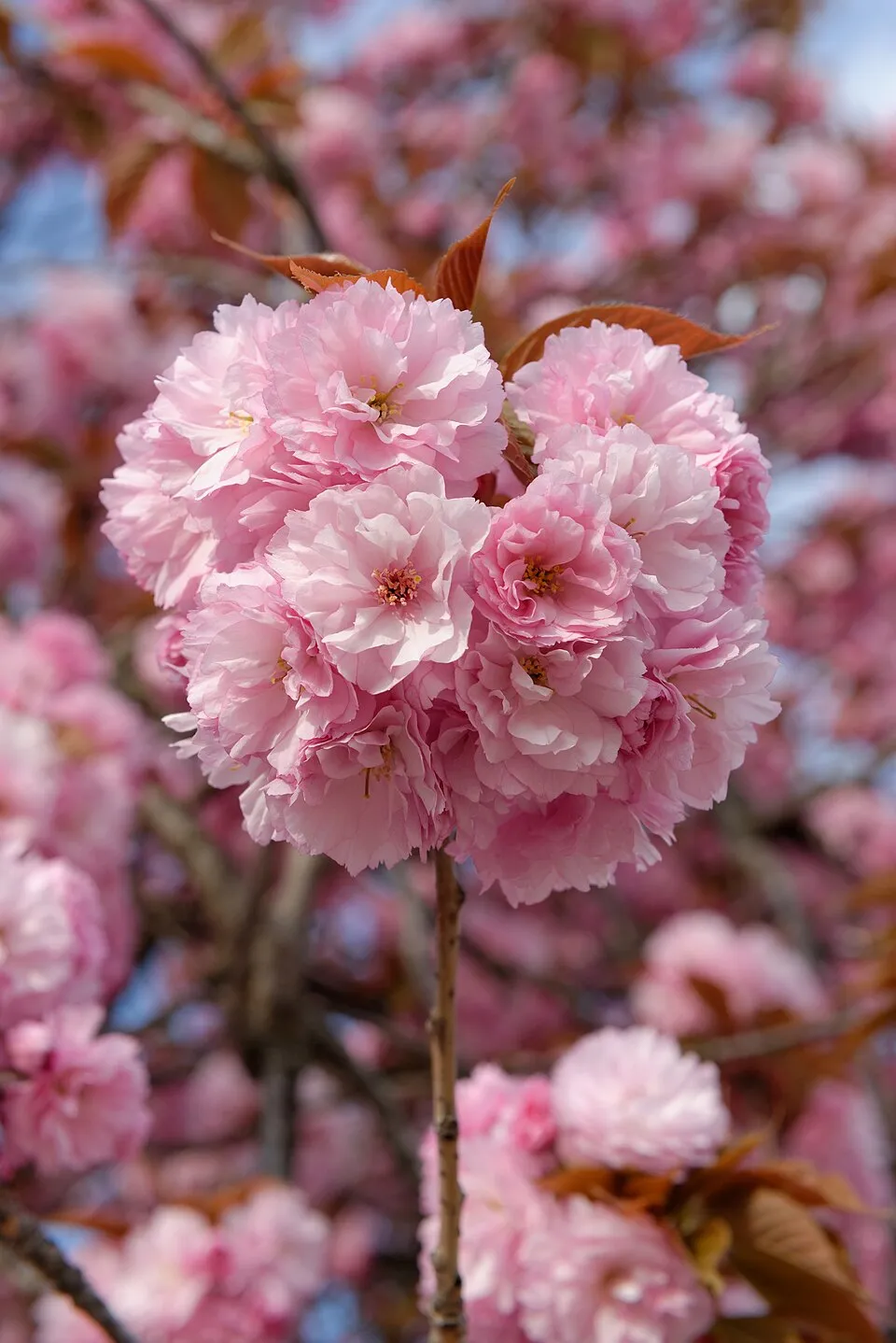 Csüngő díszcseresznye / Prunus serrulata 'Kiku-Shidare-Shakura'
