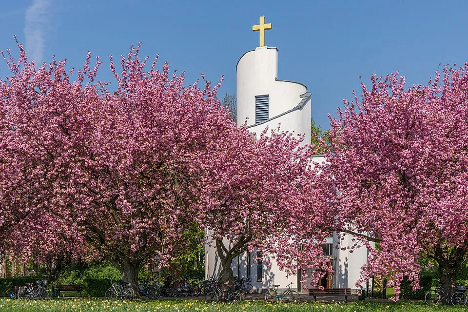Csüngő díszcseresznye / Prunus serrulata 'Kiku-Shidare-Shakura'