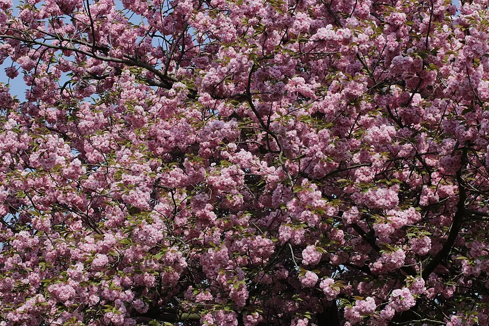 Csüngő díszcseresznye / Prunus serrulata 'Kiku-Shidare-Shakura'