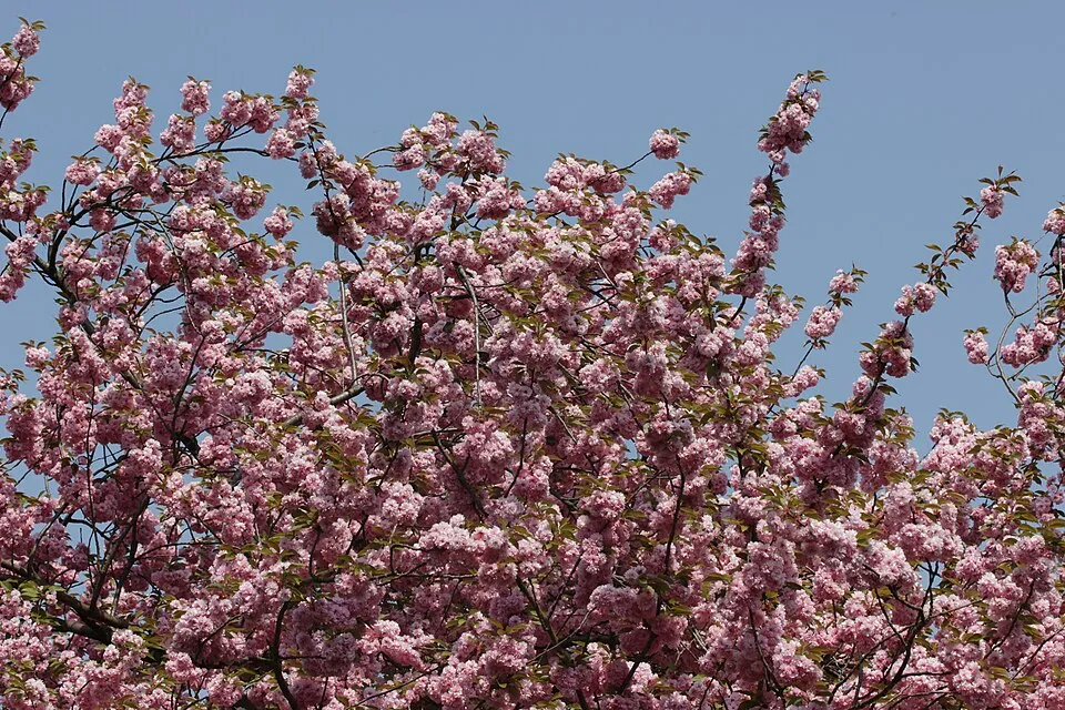 Csüngő díszcseresznye / Prunus serrulata 'Kiku-Shidare-Shakura'