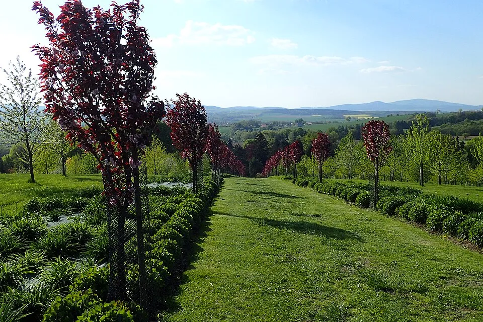 Bordó levelű díszcseresznye / Prunus serrulata 'Royal Burgundy'