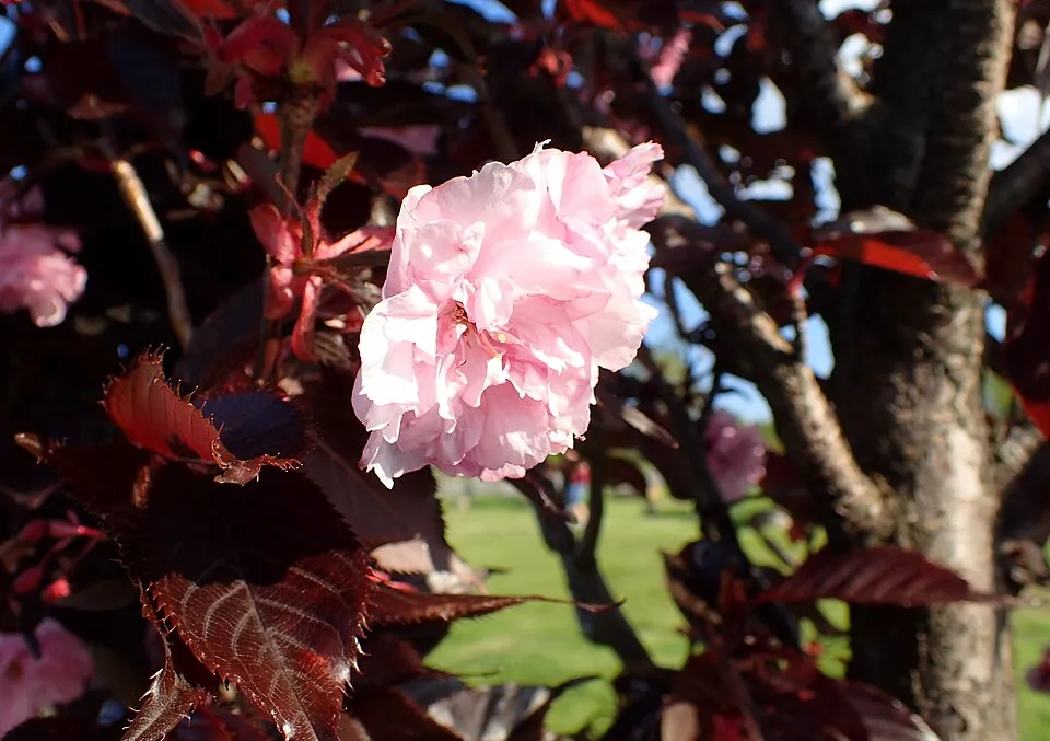 Bordó levelű díszcseresznye / Prunus serrulata 'Royal Burgundy'