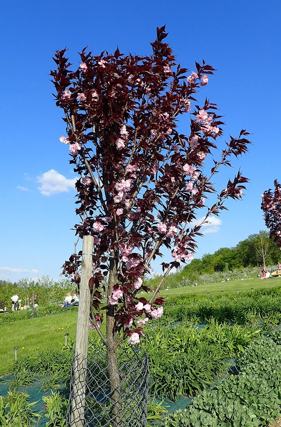 Bordó levelű díszcseresznye / Prunus serrulata 'Royal Burgundy'
