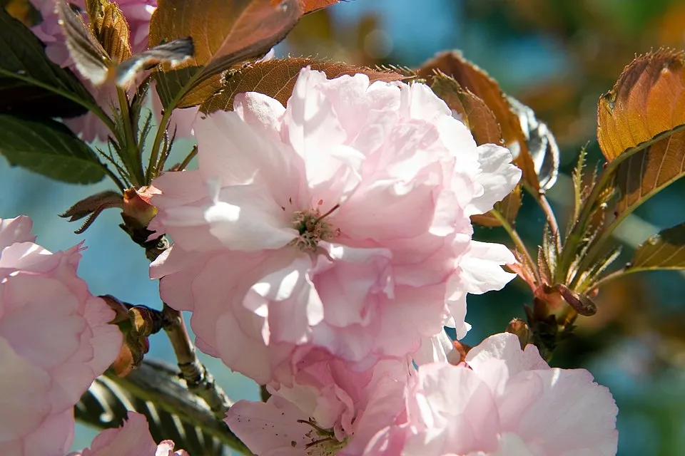 Bordó levelű díszcseresznye / Prunus serrulata 'Royal Burgundy'