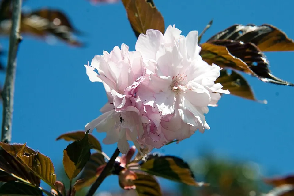 Bordó levelű díszcseresznye / Prunus serrulata 'Royal Burgundy'