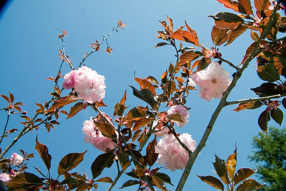 Bordó levelű díszcseresznye / Prunus serrulata 'Royal Burgundy'