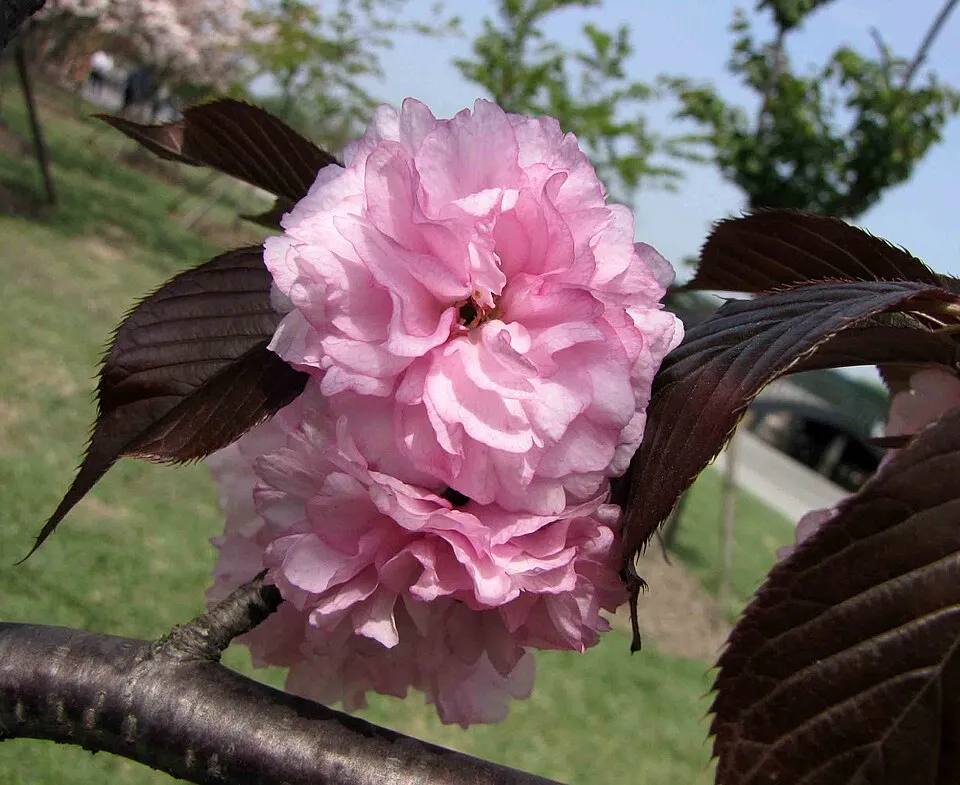 Bordó levelű díszcseresznye / Prunus serrulata 'Royal Burgundy'