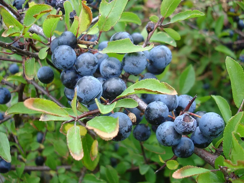 Kökény / Prunus spinosa