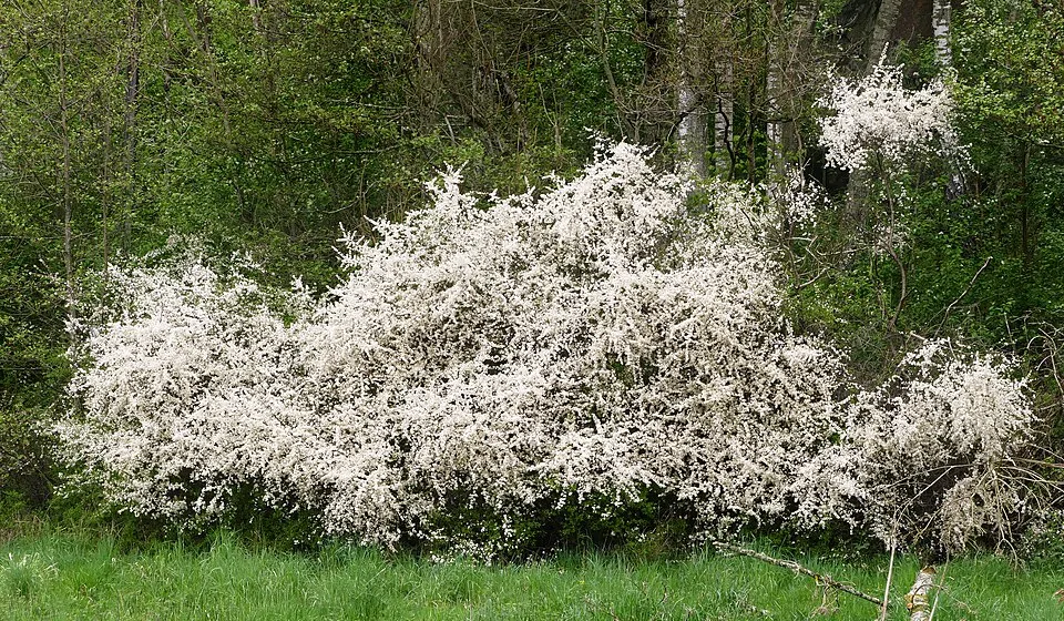 Kökény / Prunus spinosa