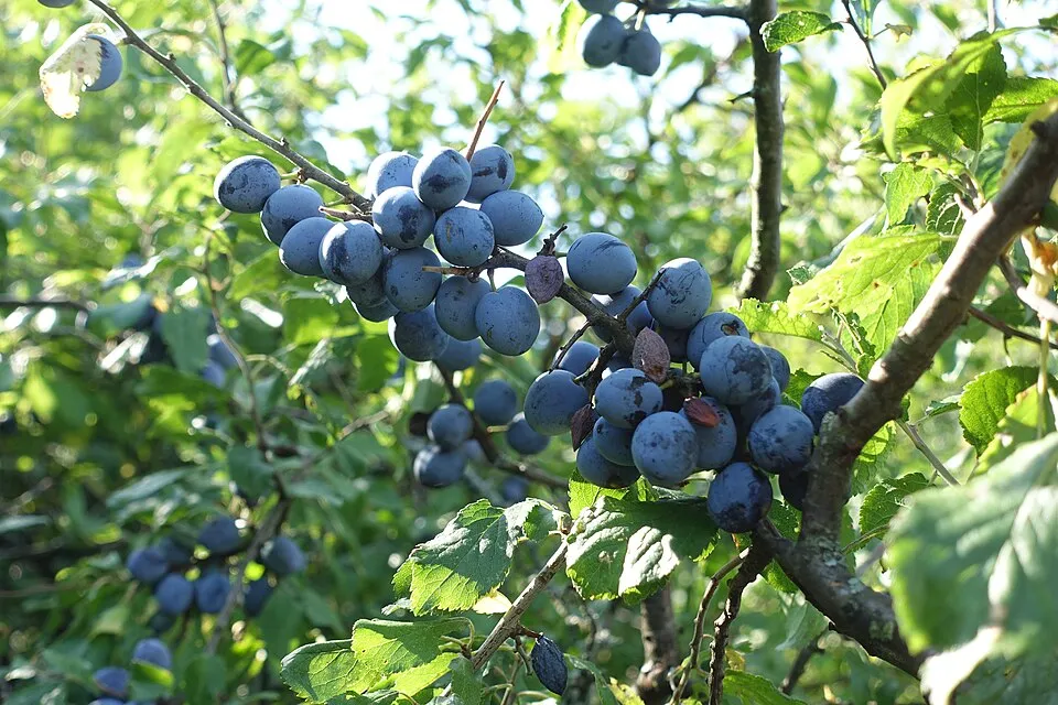 Kökény / Prunus spinosa