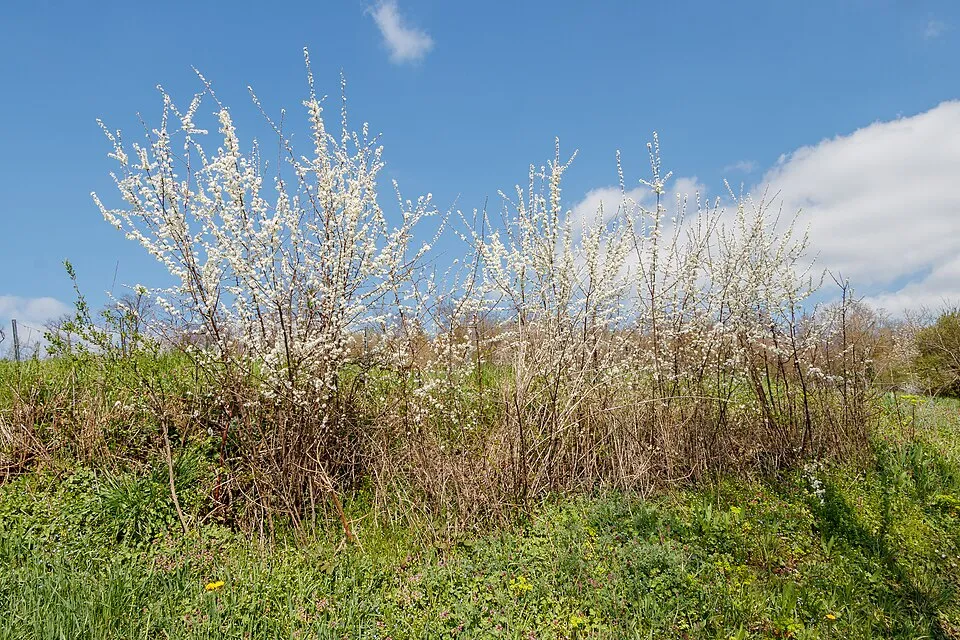 Kökény / Prunus spinosa