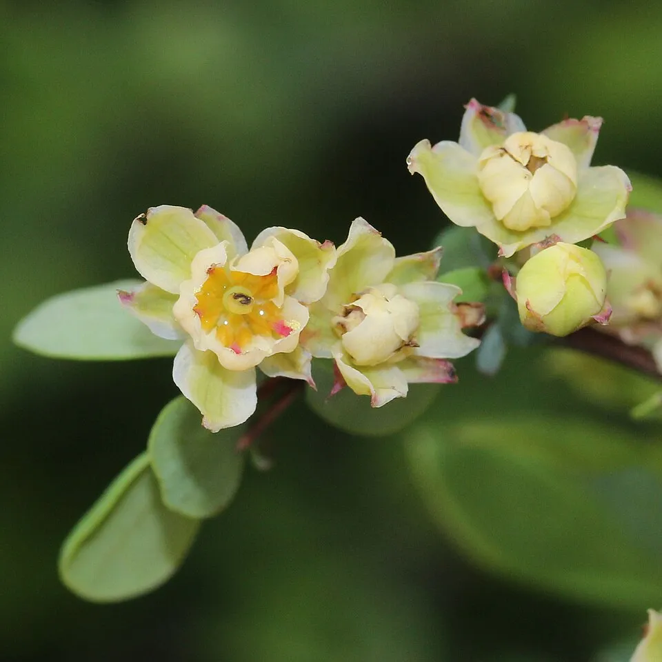 Bordó levelű, oszlopos borbolya / Berberis thunbergii 'Red Pillar'