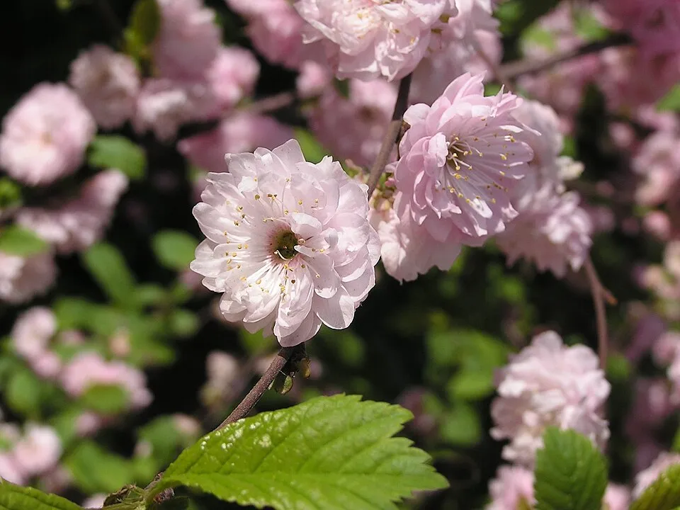 Babarózsa / Prunus triloba 'Multiplex'