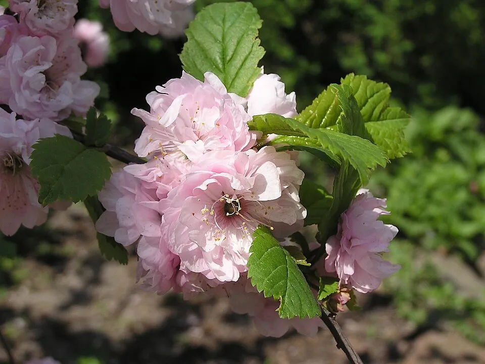 Babarózsa / Prunus triloba 'Multiplex'