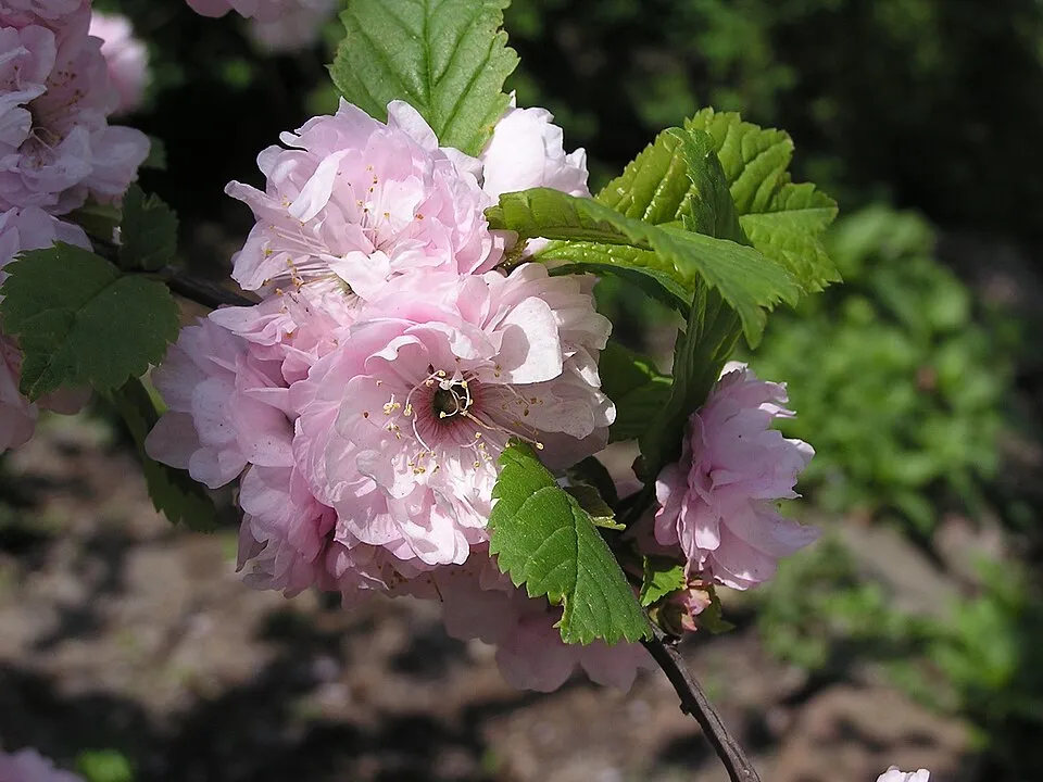 Babarózsa / Prunus triloba 'Multiplex'