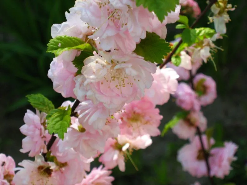 Babarózsa / Prunus triloba 'Multiplex'