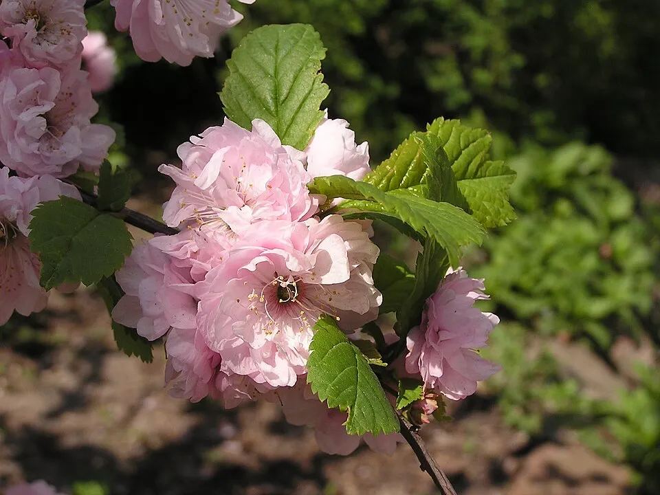 Babarózsa / Prunus triloba 'Multiplex'