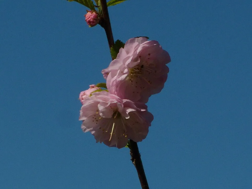 Babarózsa / Prunus triloba 'Multiplex'