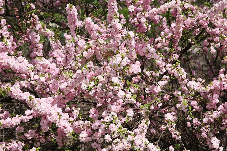 Babarózsa / Prunus triloba 'Multiplex'