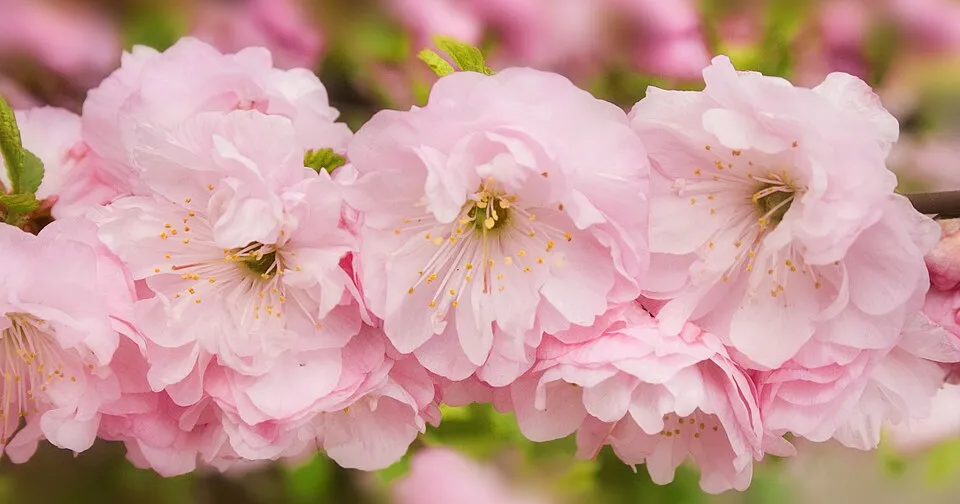 Babarózsa / Prunus triloba 'Multiplex'