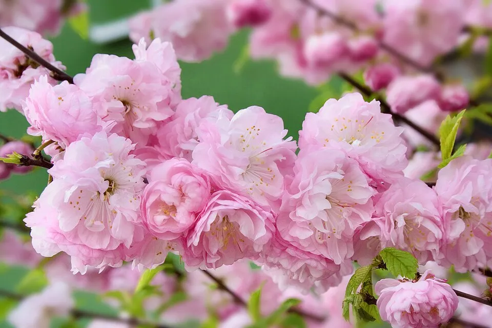 Babarózsa / Prunus triloba 'Multiplex'