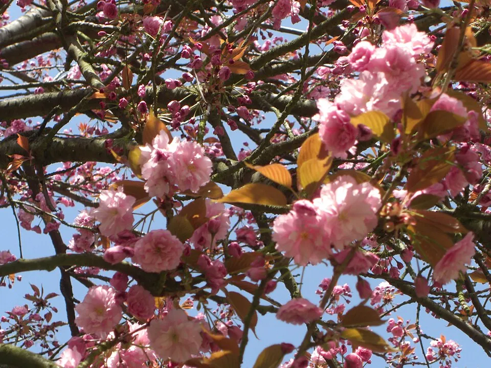 Babarózsa / Prunus triloba 'Multiplex'