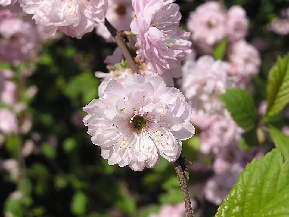 Babarózsa / Prunus triloba 'Multiplex'