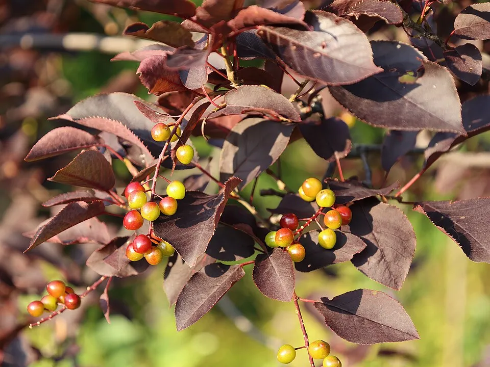 Vörös levelű májusfa / Prunus virginiana 'Schubert'