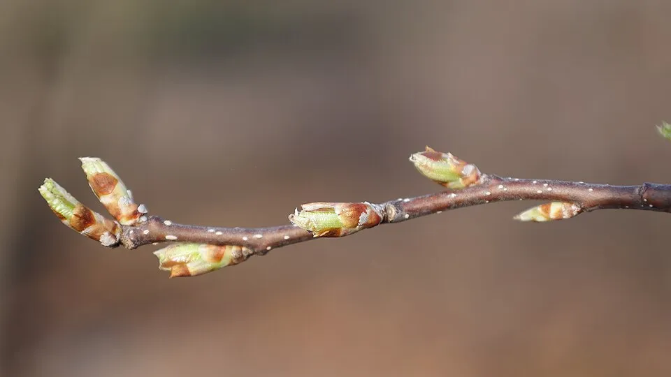 Vörös levelű májusfa / Prunus virginiana 'Schubert'