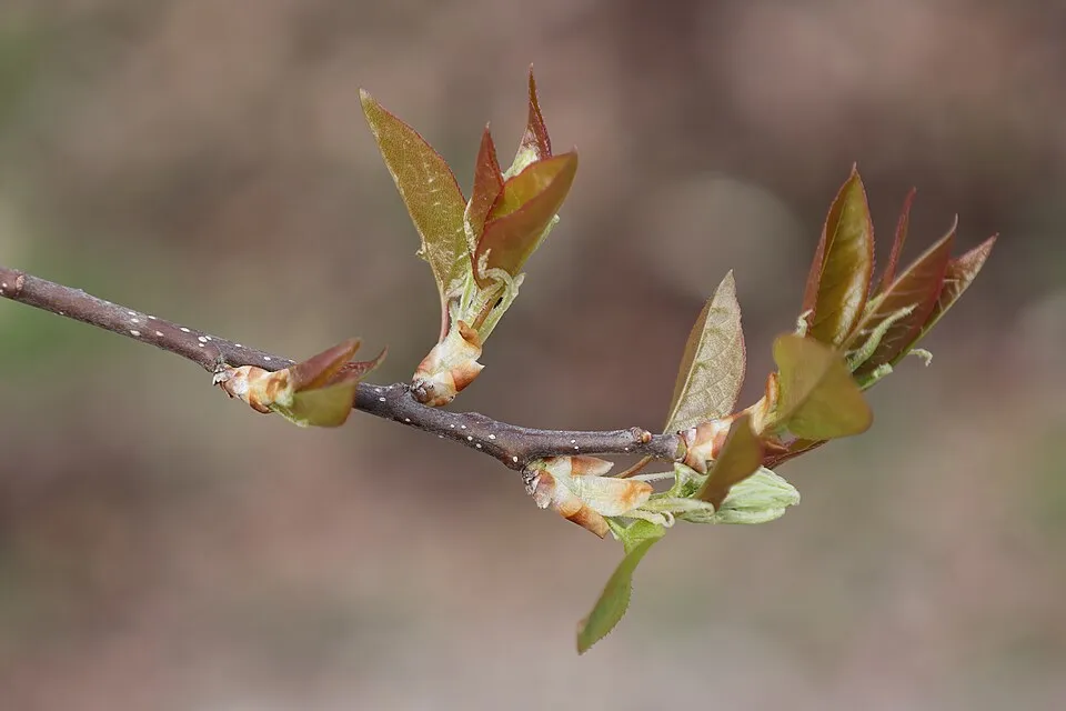 Vörös levelű májusfa / Prunus virginiana 'Schubert'