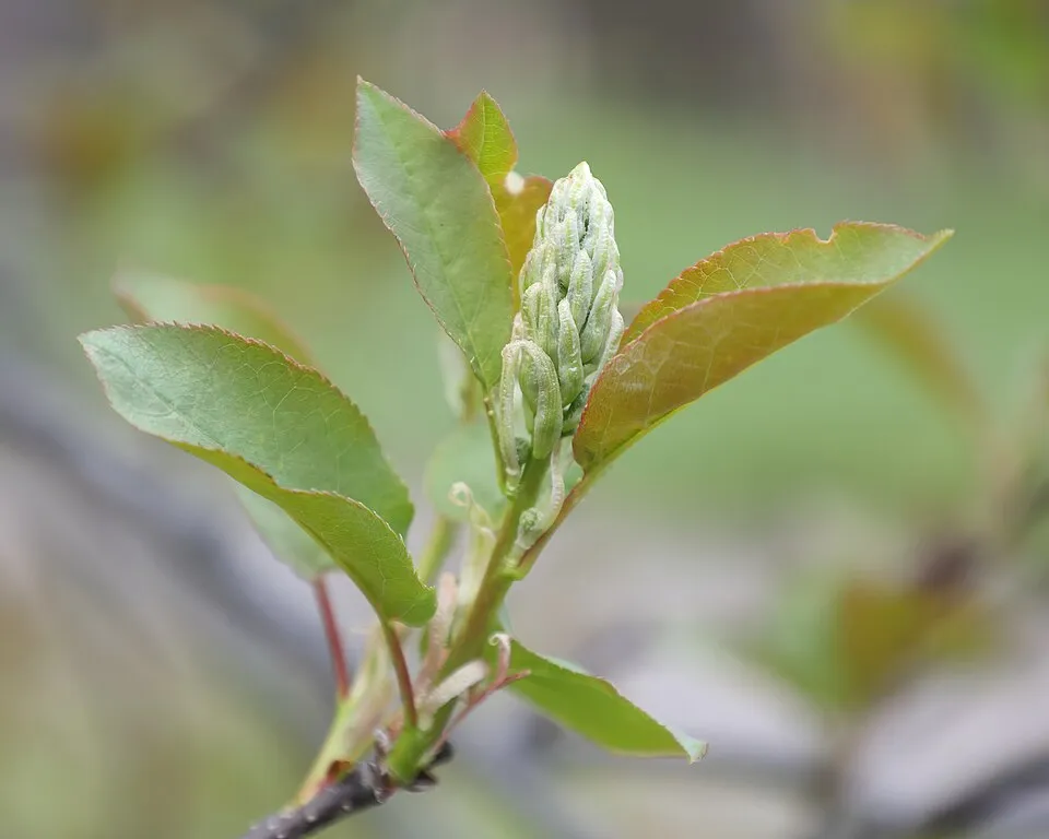 Vörös levelű májusfa / Prunus virginiana 'Schubert'